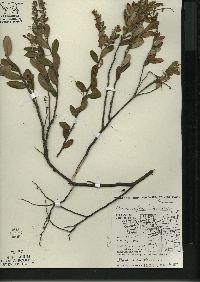 Chamaedaphne calyculata image