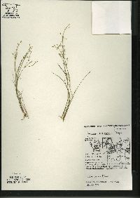 Juncus pelocarpus image