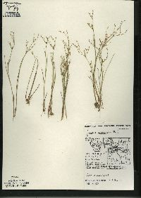 Juncus pelocarpus image