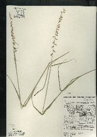 Bouteloua curtipendula var. curtipendula image