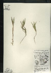 Dichanthelium villosissimum var. praecocius image