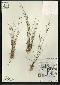 Juncus pelocarpus image