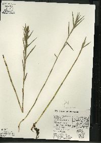 Dulichium arundinaceum var. arundinaceum image