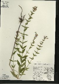 Scutellaria galericulata image