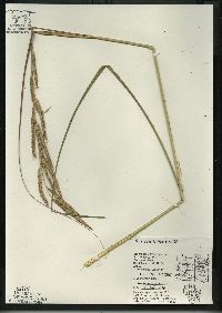 Spartina pectinata image