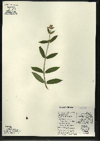 Stachys tenuifolia image