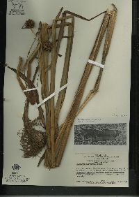 Sparganium eurycarpum image