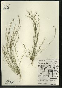 Aristida basiramea image