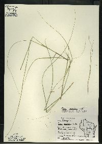 Carex leptalea subsp. leptalea image