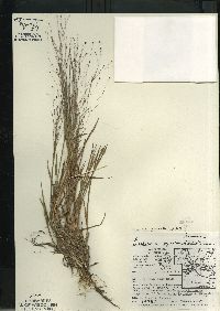 Digitaria cognata image