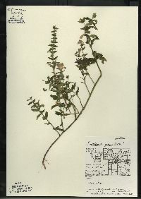 Scutellaria galericulata image