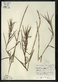 Dulichium arundinaceum var. arundinaceum image