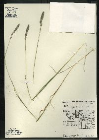 Muhlenbergia glomerata image