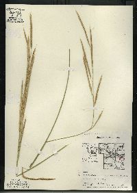 Spartina pectinata image