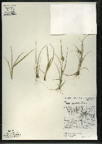 Carex viridula image