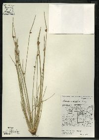 Schoenoplectiella smithii image