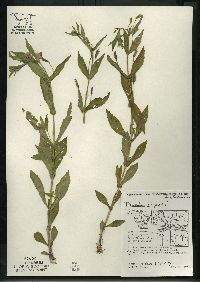 Mimulus ringens var. ringens image