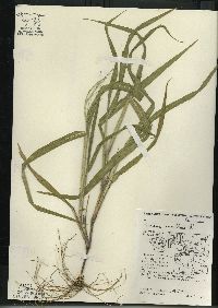 Panicum capillare subsp. capillare image