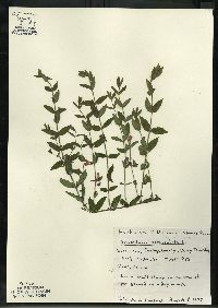 Scutellaria galericulata image