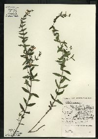 Scutellaria galericulata image