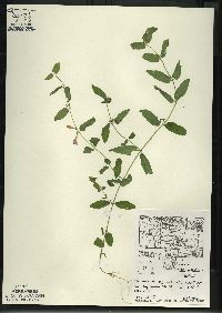 Scutellaria galericulata image