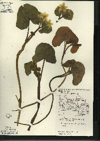 Caltha palustris image