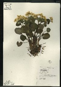 Caltha palustris image