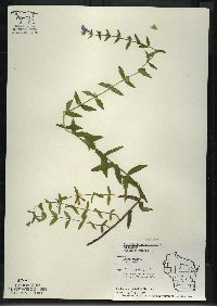 Scutellaria galericulata image