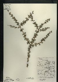 Larix laricina image