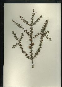 Larix laricina image