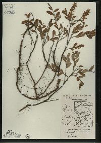 Chamaedaphne calyculata image