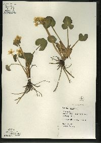 Caltha palustris image