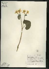 Caltha palustris image