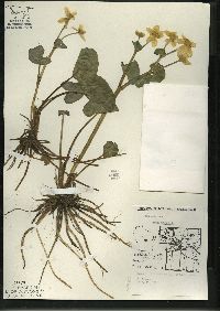 Caltha palustris image