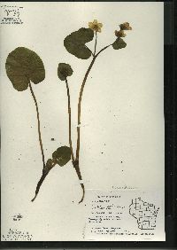 Caltha palustris image