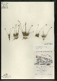 Eriocaulon aquaticum image