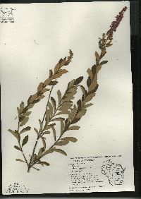 Spiraea tomentosa image