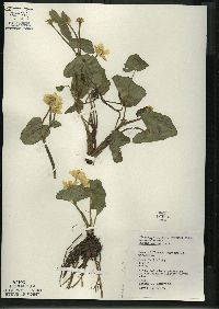 Caltha palustris image