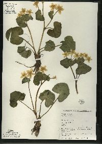 Caltha palustris image