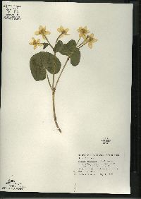 Caltha palustris image