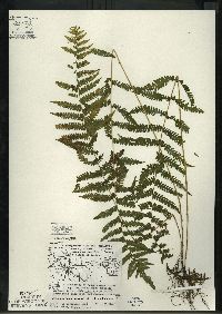 Thelypteris simulata image