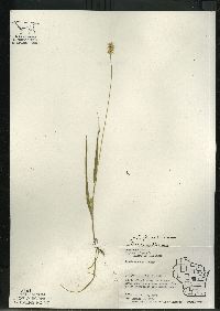 Setaria pumila image