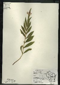 Physostegia virginiana subsp. virginiana image