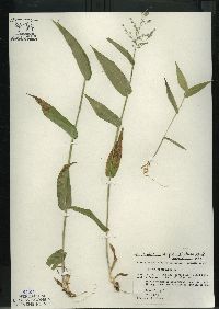 Dichanthelium latifolium image