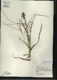 Scheuchzeria palustris image