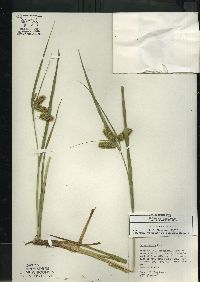 Carex comosa image