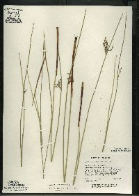 Juncus balticus subsp. littoralis image