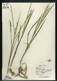 Glyceria canadensis image