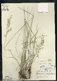 Festuca rubra image