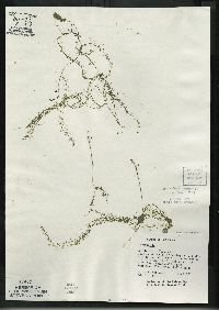 Utricularia minor image